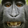 !terrone emote