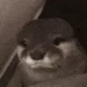 Otter emote