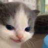 heheEvil emote