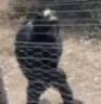 ModPatrol emote
