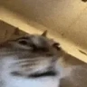 heCrazy emote