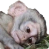 SadlyMonkey emote