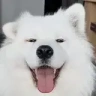 CuteDoggo emote
