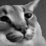 FLOPPACHAD emote