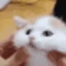 CatSquish emote