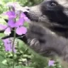 RaccoonFlower emote