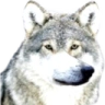 AUF emote