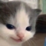 NotHehe emote
