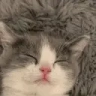 zzz emote