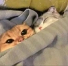 SleepingTogether emote