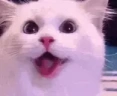 catHappy emote