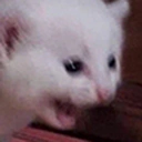 AHHHHHH Twitch emote