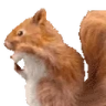 squirrelJAM emote