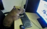 ChattingCapybara emote