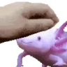PETTHECARO emote