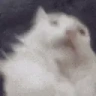 HeCrazy emote