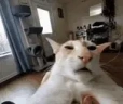 guh emote