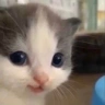 hehe emote