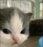 nothehe emote