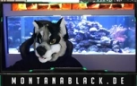 Monte emote