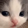 catWeird emote