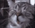 CATW emote