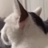 Huh emote