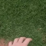 GYATT emote