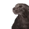 Awkward emote