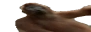 YakuzaPls