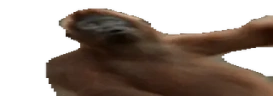 wideMonkePls emote