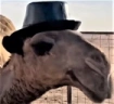 Cluefull emote