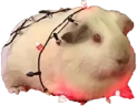 Pigmas emote