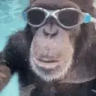 QuiteBased emote