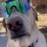 DogLookingWickedAndCool emote