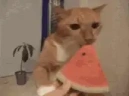 CatBeEatingTheWatermelon emote