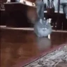 CatWalkingAndLookingAtYouKindaSuspiciously emote