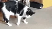 CatDoingSomeWickedMoves emote