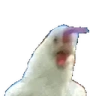 tChicken emote