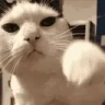 catFight emote