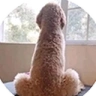 Dog emote