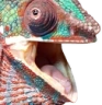 PogMeleon emote