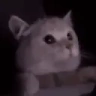 FLASHBANG emote