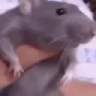 ratdancinglikeahumanwhathowisthatevenhappening emote