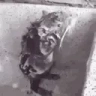 RatShower emote