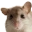 BeachMouseWaiting