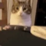 catNOM emote