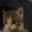 catKISS
