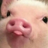 pigBelp emote