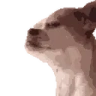dogJAM emote